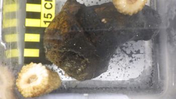 Media type: image;   Invertebrate Zoology 153104 Description: live specimen;